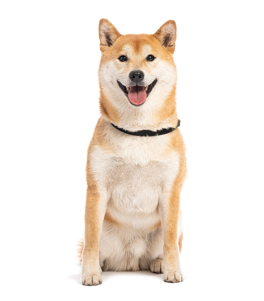 Shiba Inu (PRE-ORDER - Release Date 11/04/26)