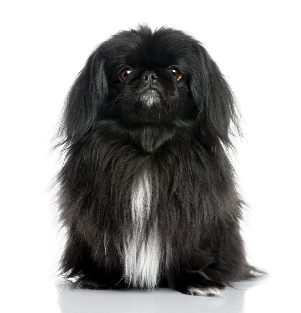 Pekingese (PRE-ORDER - Release Date 17/04/26)